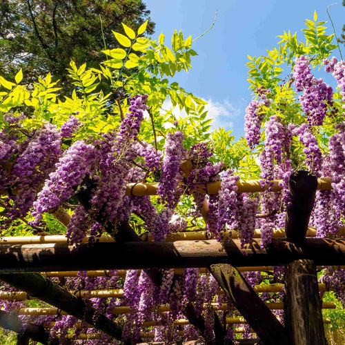 Japanese Wisteria | Wisteria floribunda 'Royal Purple' Climbing Plants