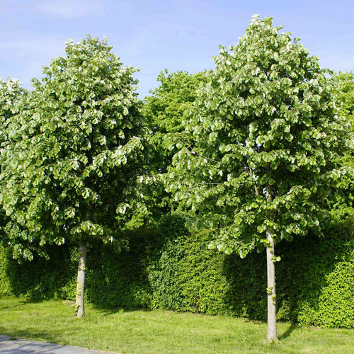 Silver Lime Tree | Tilia tomentosa Ornamental Trees
