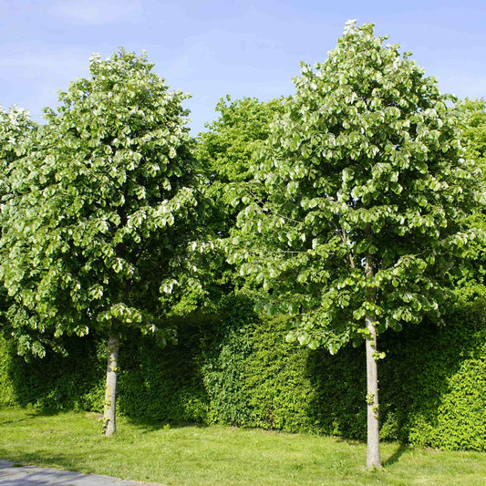 Silver Lime Tree | Tilia tomentosa Ornamental Trees