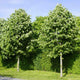 Silver Lime Tree | Tilia tomentosa Ornamental Trees