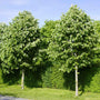Silver Lime Tree | Tilia tomentosa Ornamental Trees
