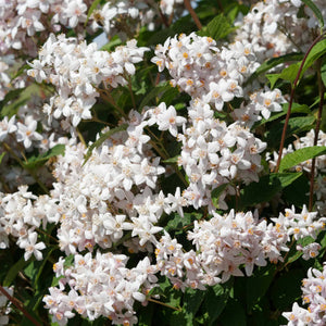 Deutzia 'Mont Rose' Shrubs