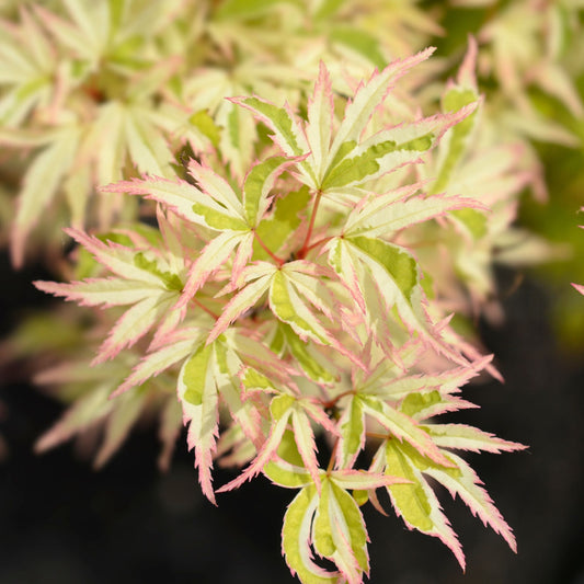 Japanese Maple Tree | Acer palmatum 'Butterfly' Ornamental Trees