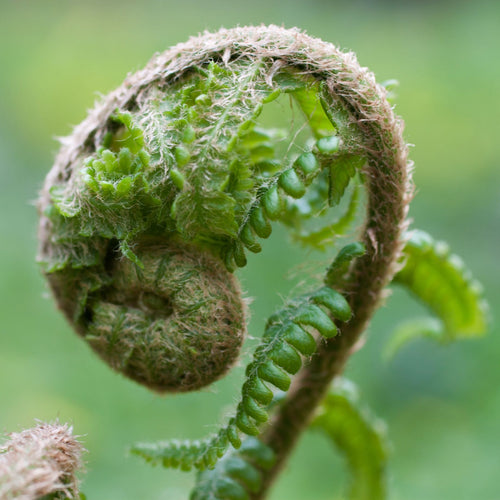 Male Fern | Dryopteris Filix Mas Perennial Bedding