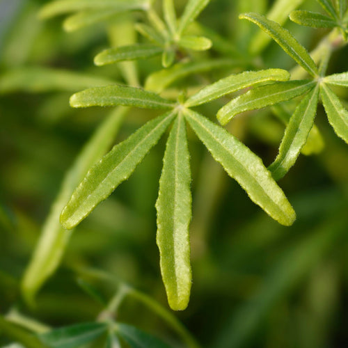 Patio Choisya Tree | Choisya 'White Dazzler'® Shrubs