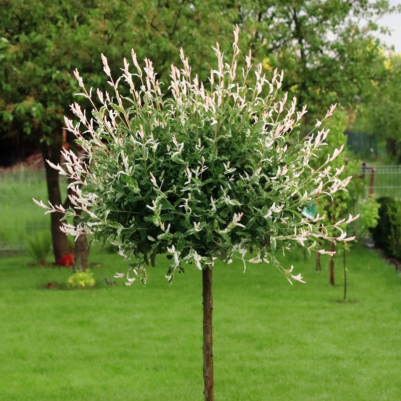 Flamingo Willow Tree | Salix integra 'Hakuro-Nishiki' Ornamental Trees