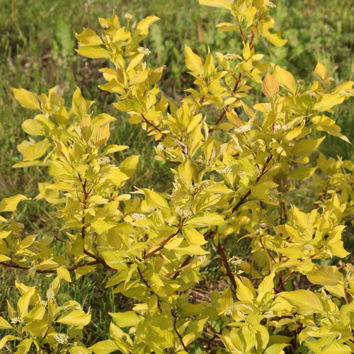 Cornus alba 'Aurea' Shrubs