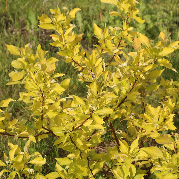 Cornus alba 'Aurea' Shrubs