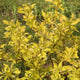 Cornus alba 'Aurea' Shrubs