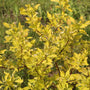 Cornus alba 'Aurea' Shrubs