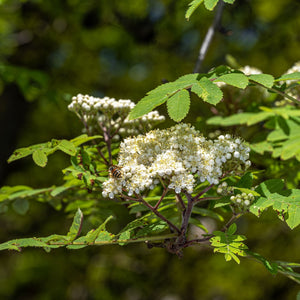 'Cardinal Royal' Rowan Tree | Sorbus Ornamental Trees