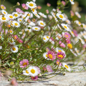 Erigeron 'Sea of Blossom' Perennial Bedding