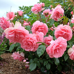 'You're Beautiful' Bush Rose Shrubs