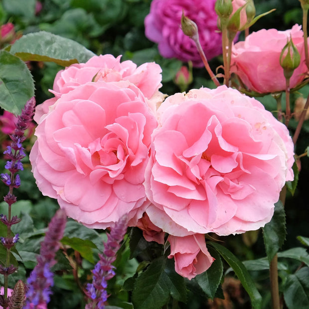 'You're Beautiful' Bush Rose Shrubs