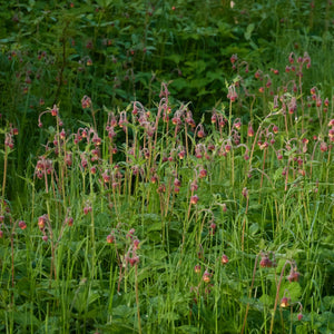 Water Avens | Geum rivale Pond Plants