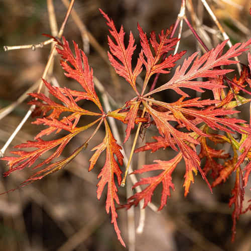 Japanese Maple Tree | Acer palmatum 'Orangeola' Ornamental Trees