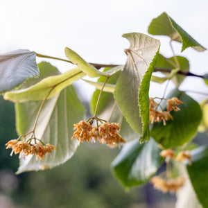 Silver Lime Tree | Tilia tomentosa Ornamental Trees