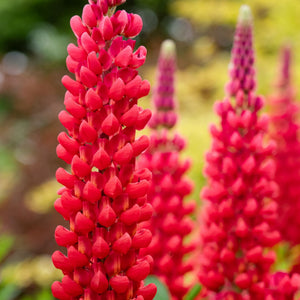 Lupin West Country 'Beefeater' Perennial Bedding