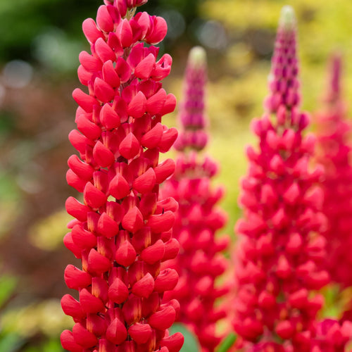 Lupin West Country 'Beefeater' Perennial Bedding