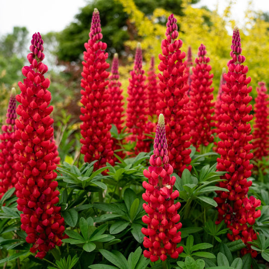 Lupin West Country 'Beefeater' Perennial Bedding