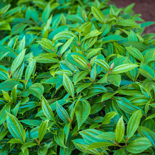 David Viburnum | Viburnum davidii Shrubs