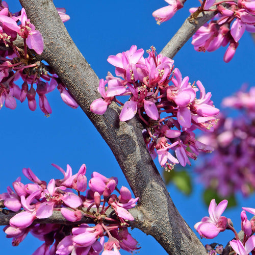 Judas Tree | Cercis siliquastrum Ornamental Trees