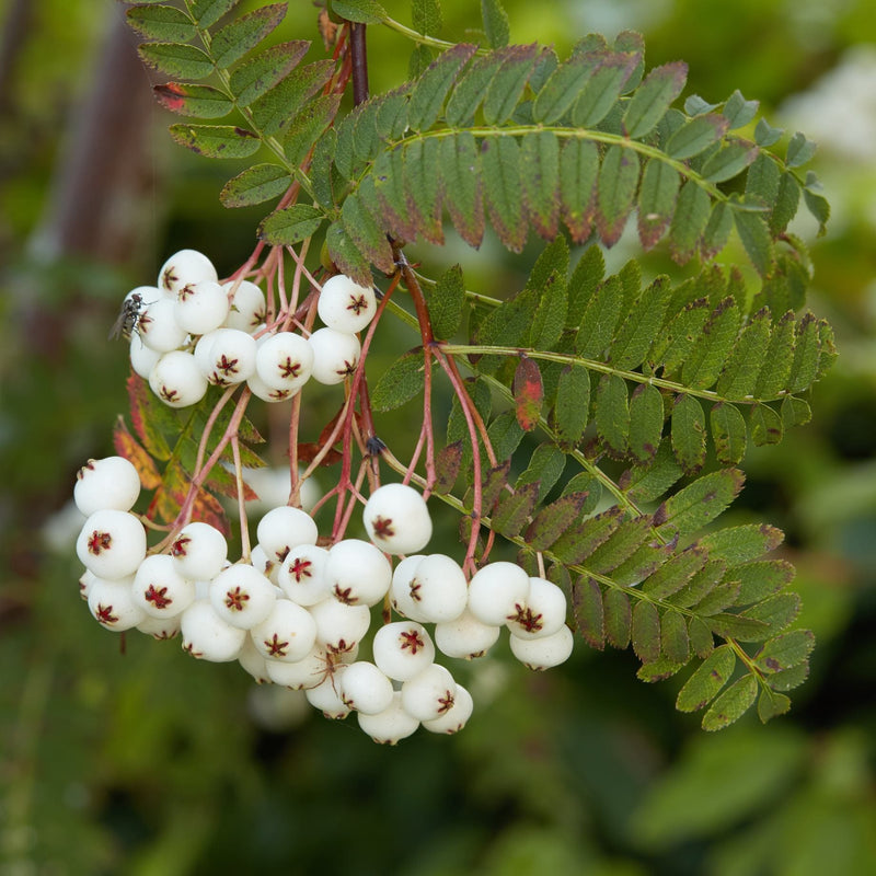 'White Wax' Rowan Tree | Sorbus arnoldiana Ornamental Trees