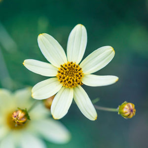 Coreopsis verticillata 'Moonbeam' Perennial Bedding