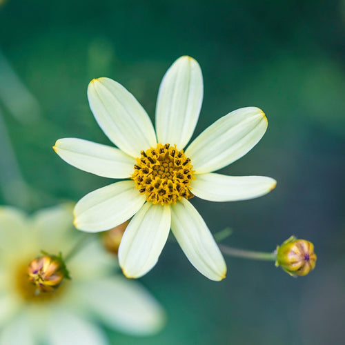 Coreopsis verticillata 'Moonbeam' Perennial Bedding
