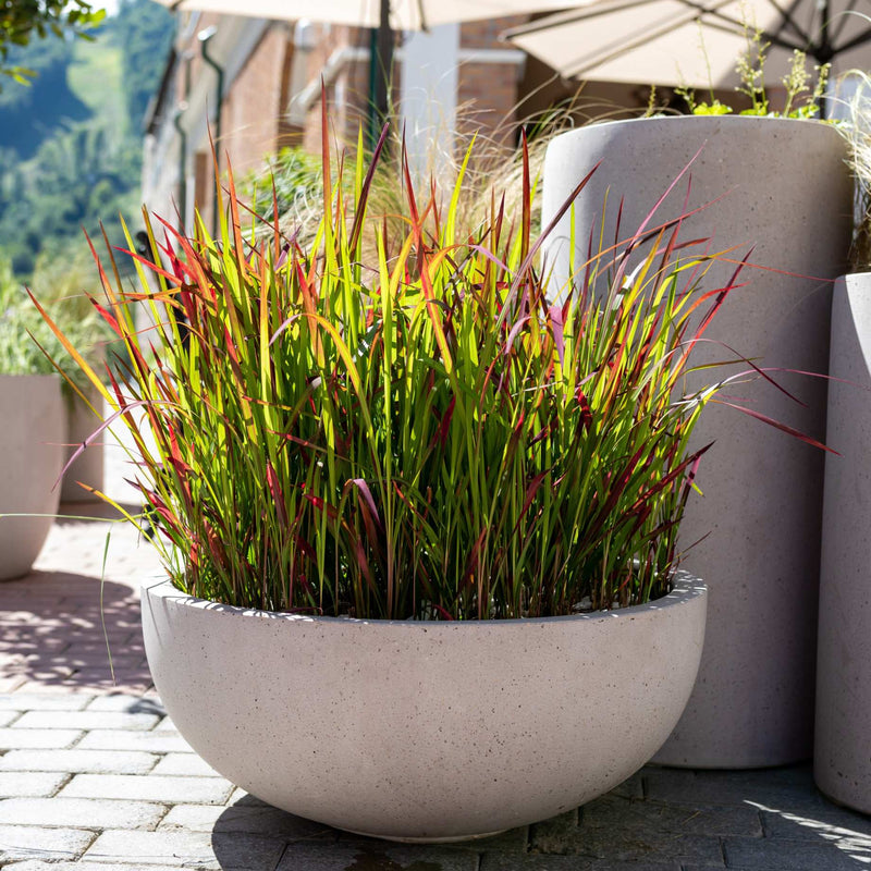 Japanese Blood Grass | Imperata cylindrica 'Red Baron' Perennial Bedding