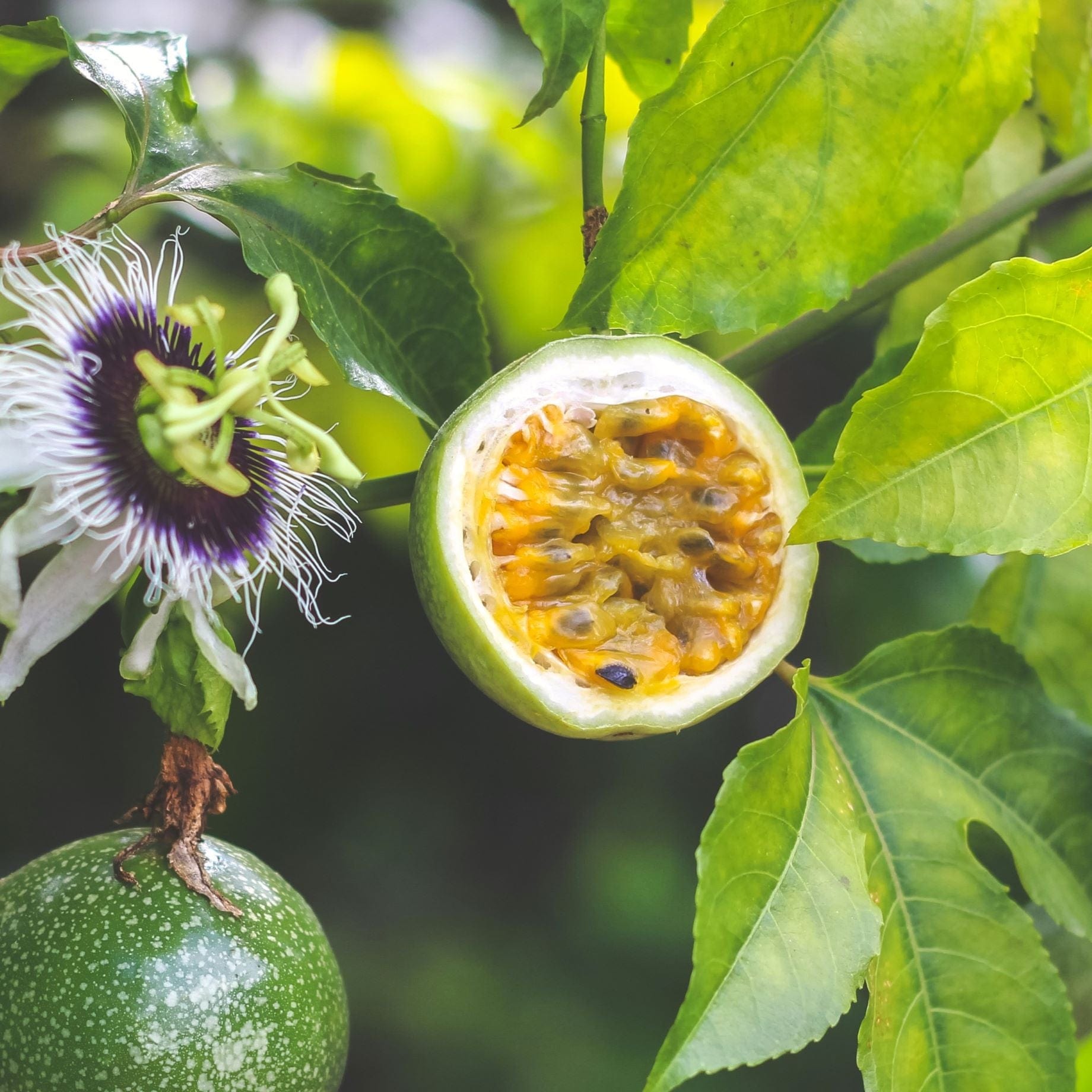 Passion Fruit Plant | Passiflora Edulis