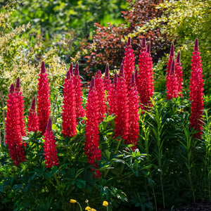 Lupin West Country 'Beefeater' Perennial Bedding