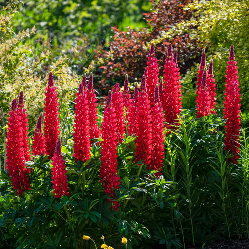 Lupin West Country 'Beefeater' Perennial Bedding