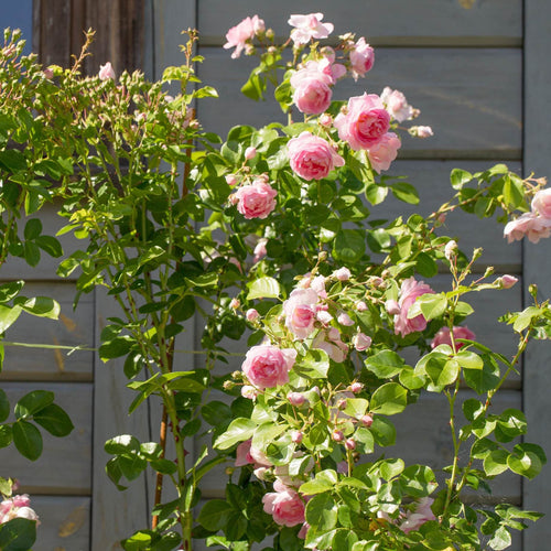 'Jasmina' Climbing Rose Shrubs