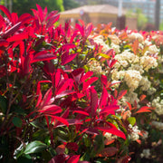 Photinia 'Red Robin' Shrubs