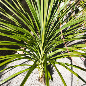 Cordyline australis | New Zealand Palm Shrubs