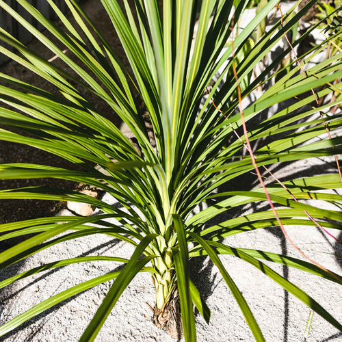 Cordyline australis | New Zealand Palm Shrubs