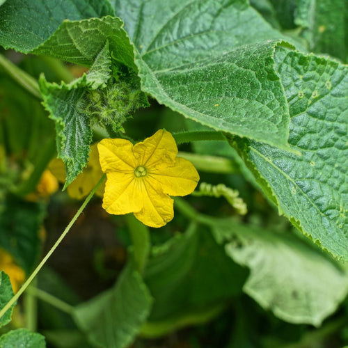 'Ridge Perfection' Cucumber Plants Vegetables