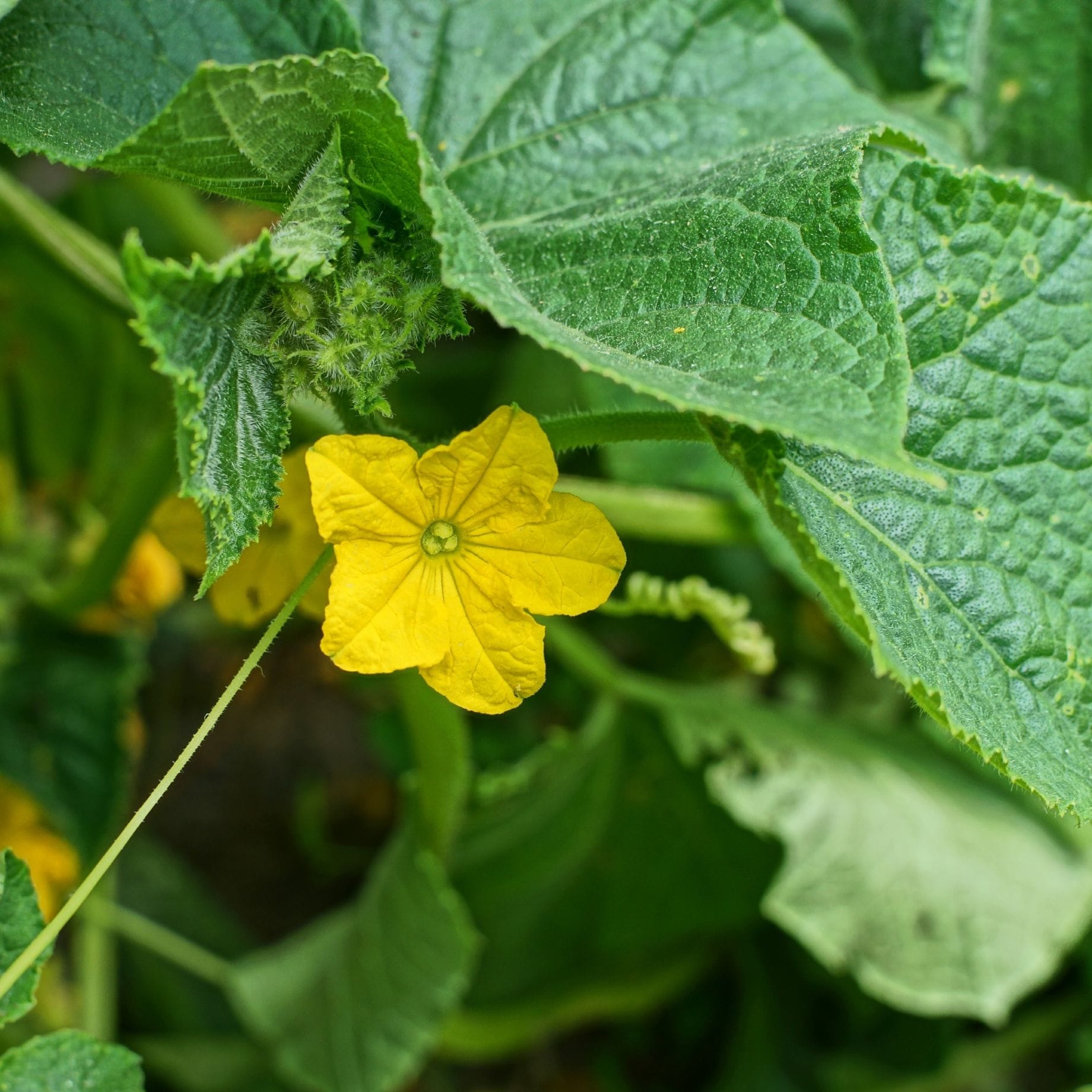 Cocumber Ridges 'Ridge Perfection' Cucumber Plants – Roots Plants