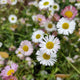 Mexican Fleabane | Erigeron karvinskianus 'Stallone' Perennial Bedding