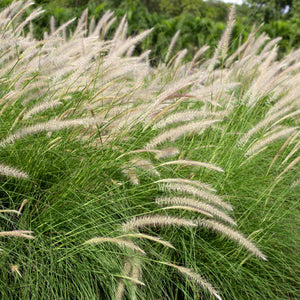 Chinese Fountain Grass | Pennisetum alopecuroides Perennial Bedding