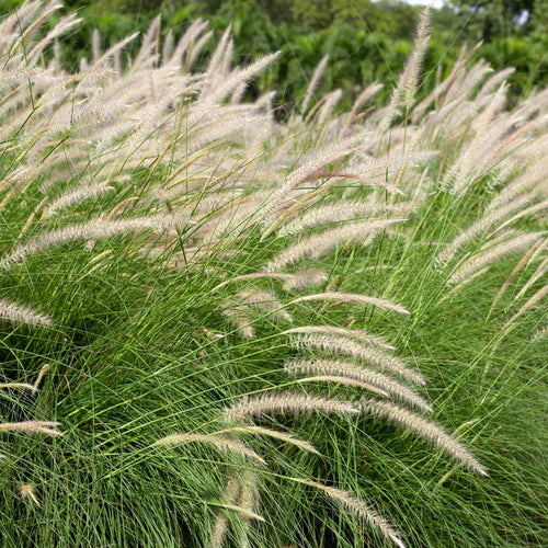 Chinese Fountain Grass | Pennisetum alopecuroides Perennial Bedding