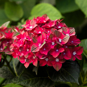 Hydrangea macrophylla 'Rembrandt Rosso Glory' Shrubs