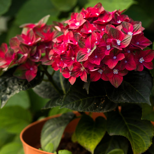 Hydrangea macrophylla 'Rembrandt Rosso Glory' Shrubs