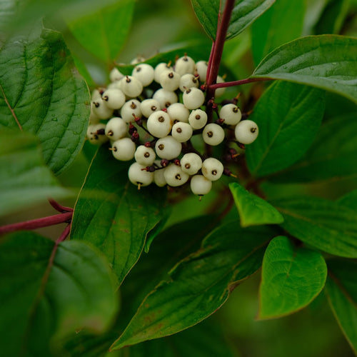 Siberian Dogwood | Cornus alba 'Sibirica' Shrubs