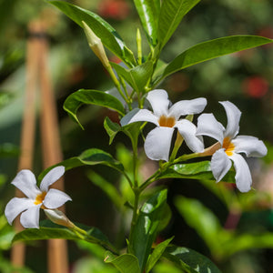 Mandevilla 'Sundaville White' Climbing Plants