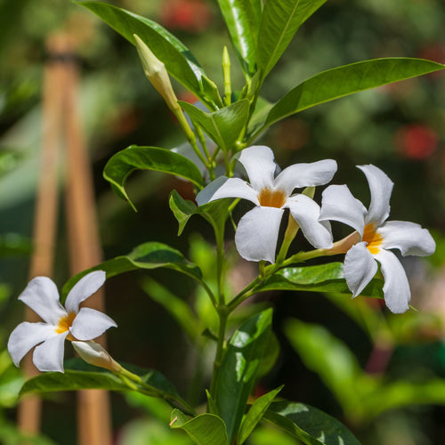 Mandevilla 'Sundaville White' Climbing Plants