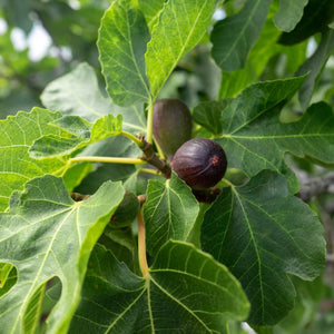 'Violette Dauphine' Fig Tree Mediterranean Fruit Trees