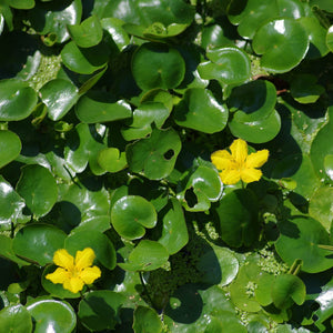 Yellow Floating Heart | Nymphoides peltata Pond Plants