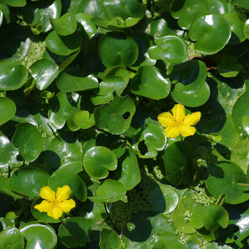 Yellow Floating Heart | Nymphoides peltata Pond Plants